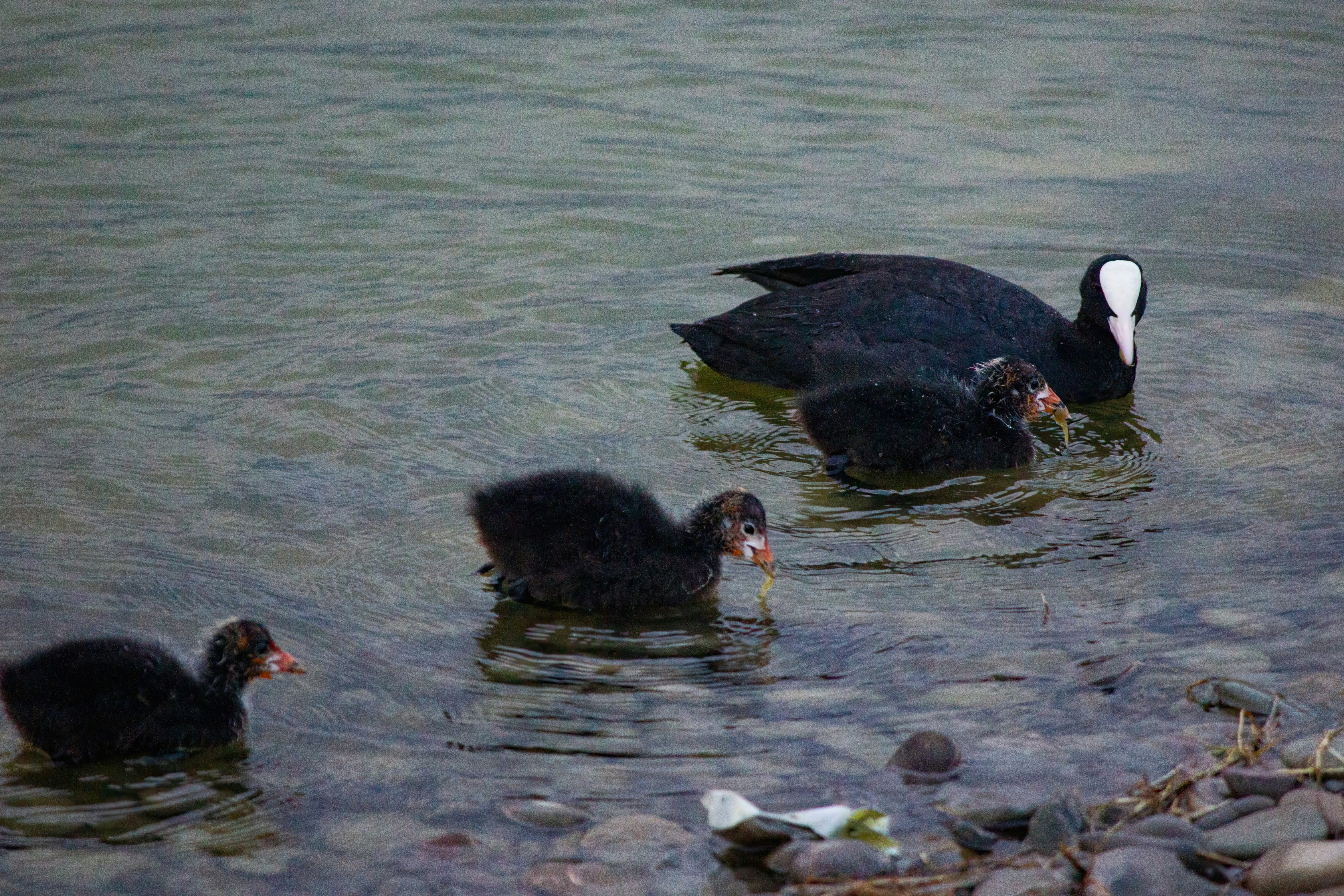 a group of ducks swimming on top of a body of water