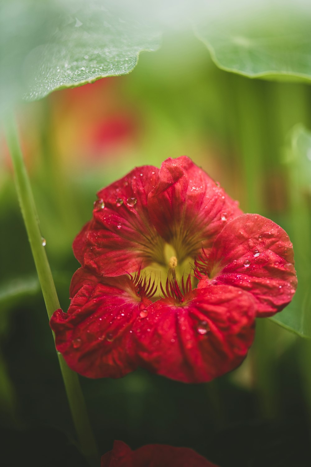 a red flower with water droplets on it