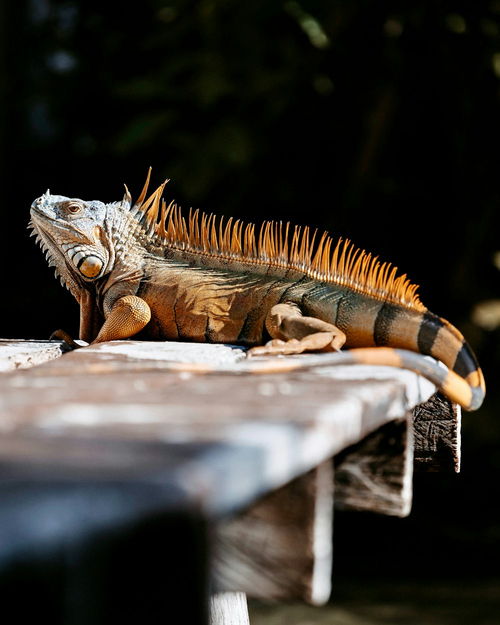 un grand lézard assis sur une table en bois