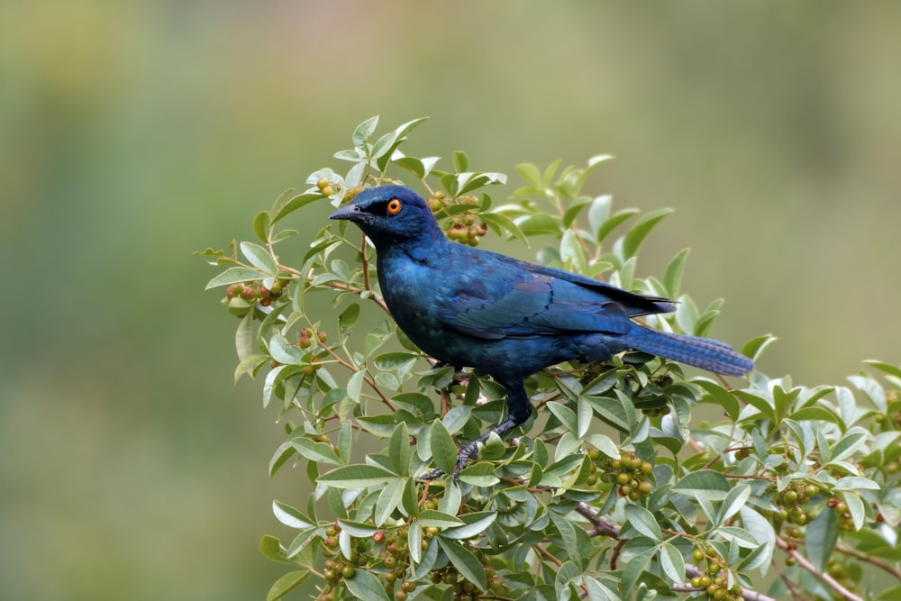 a blue bird sitting on top of a tree branch