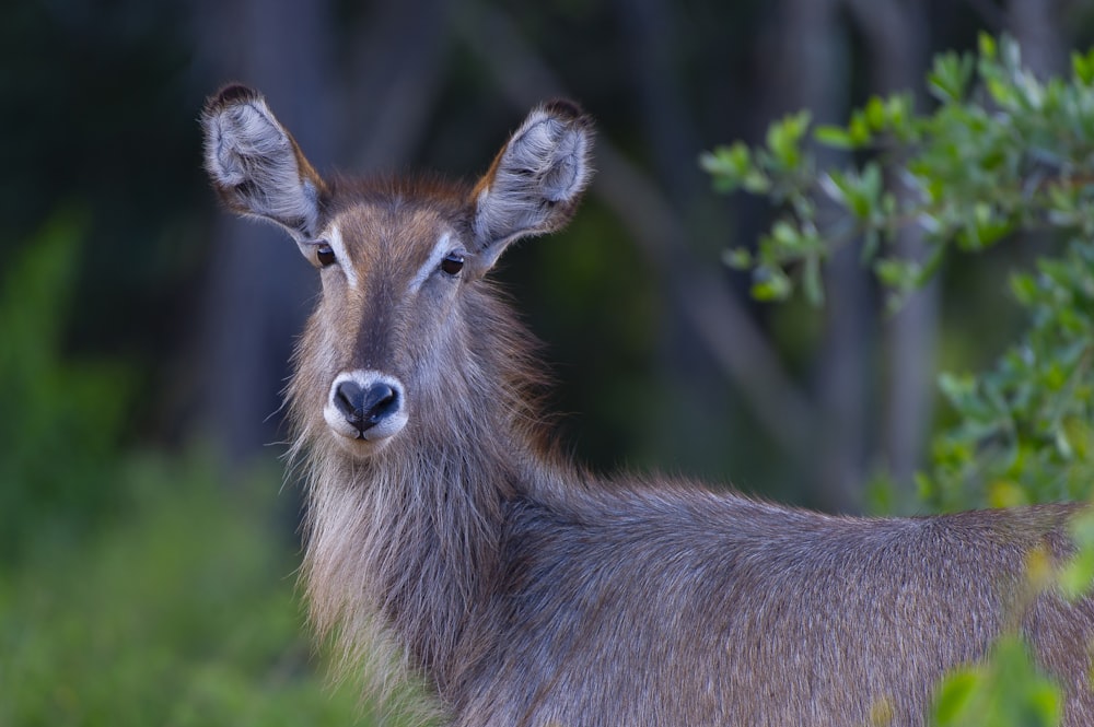 a close up of a deer with trees in the background