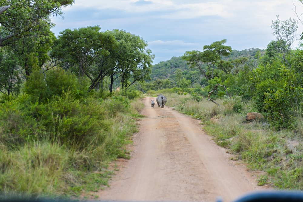 a group of elephants walking down a dirt road