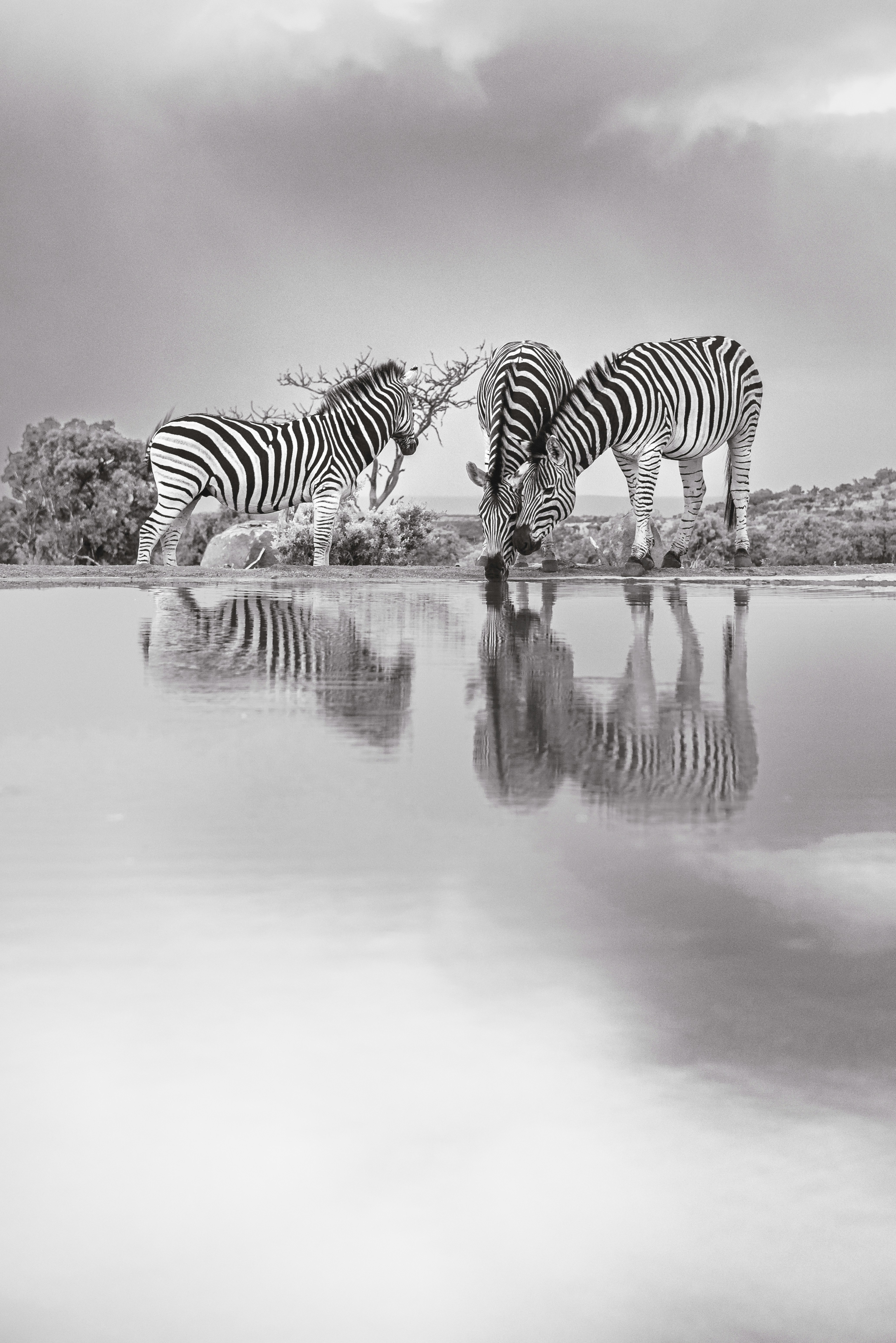 A group of zebras drinking water from a lake photo Free Grey Image on