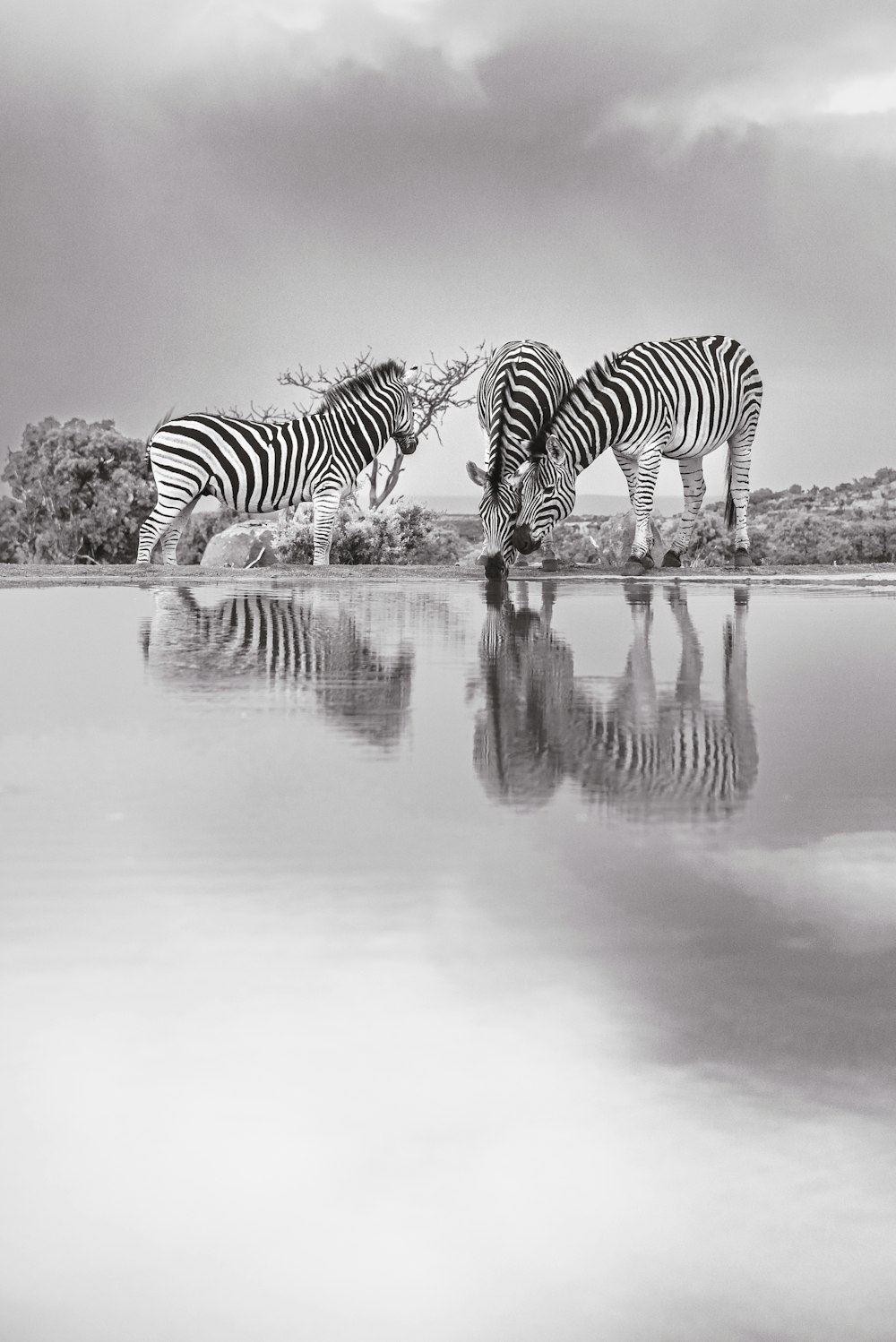 a group of zebras drinking water from a lake
