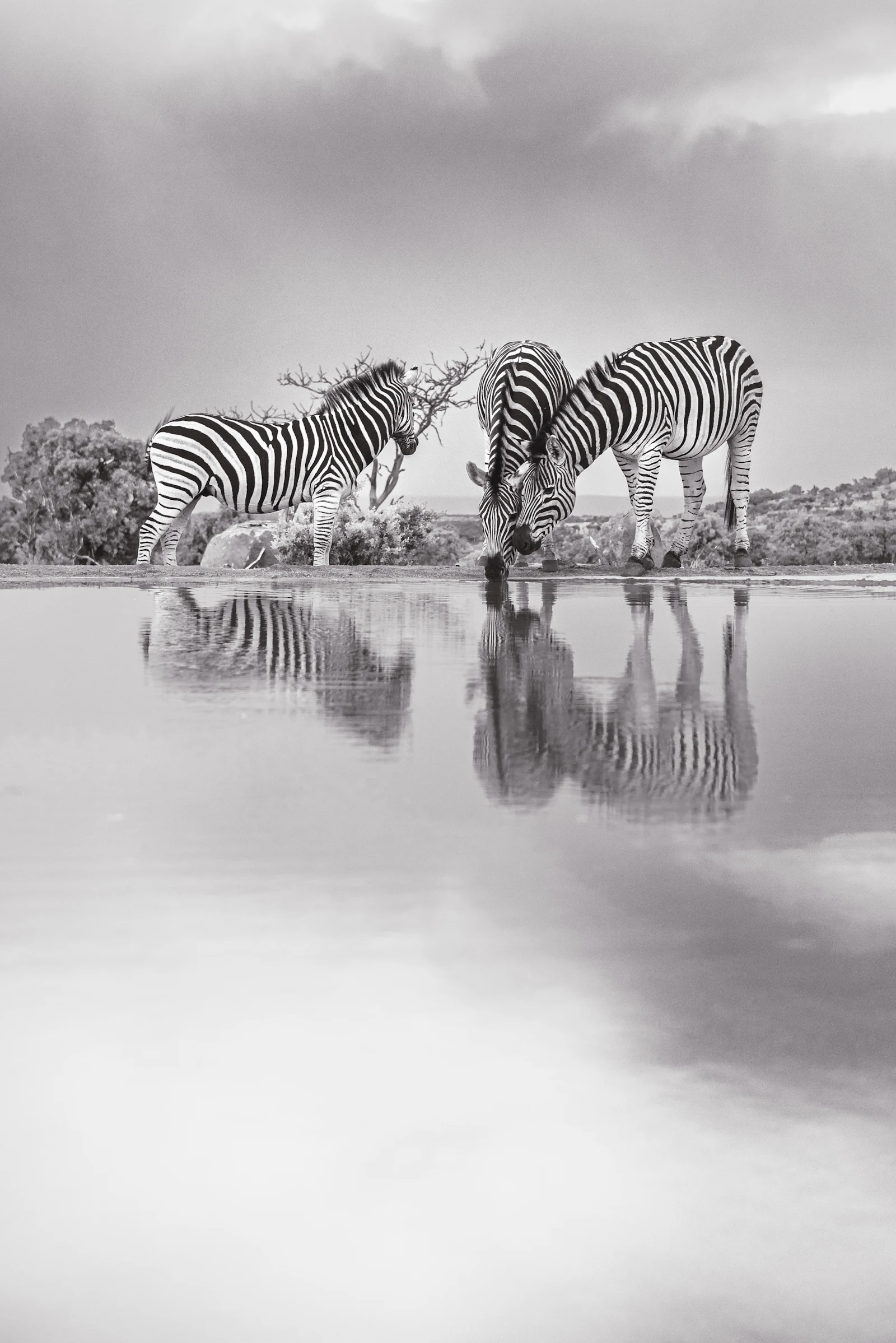 Zebra reflections at the waterline