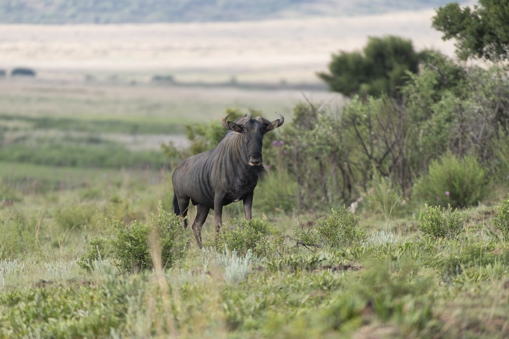 a bull standing in a field with trees in the background