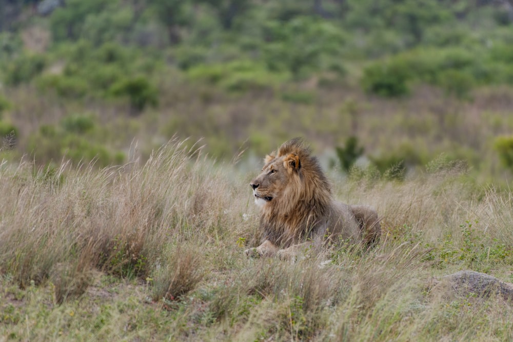 a lion laying down in a field of tall grass