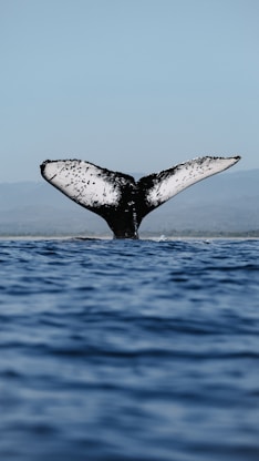 a whale tail flups out of the water
