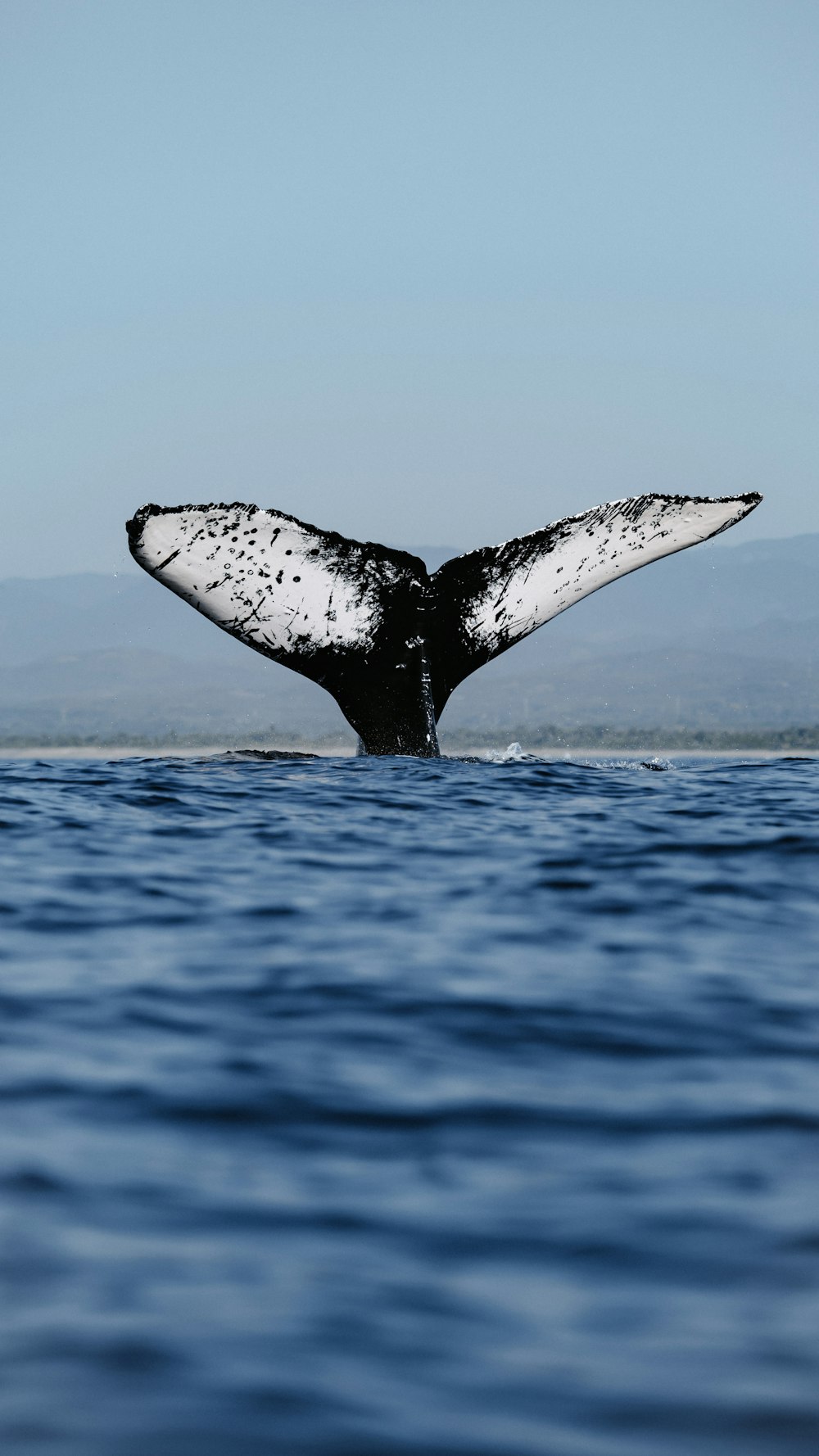 a whale tail flups out of the water