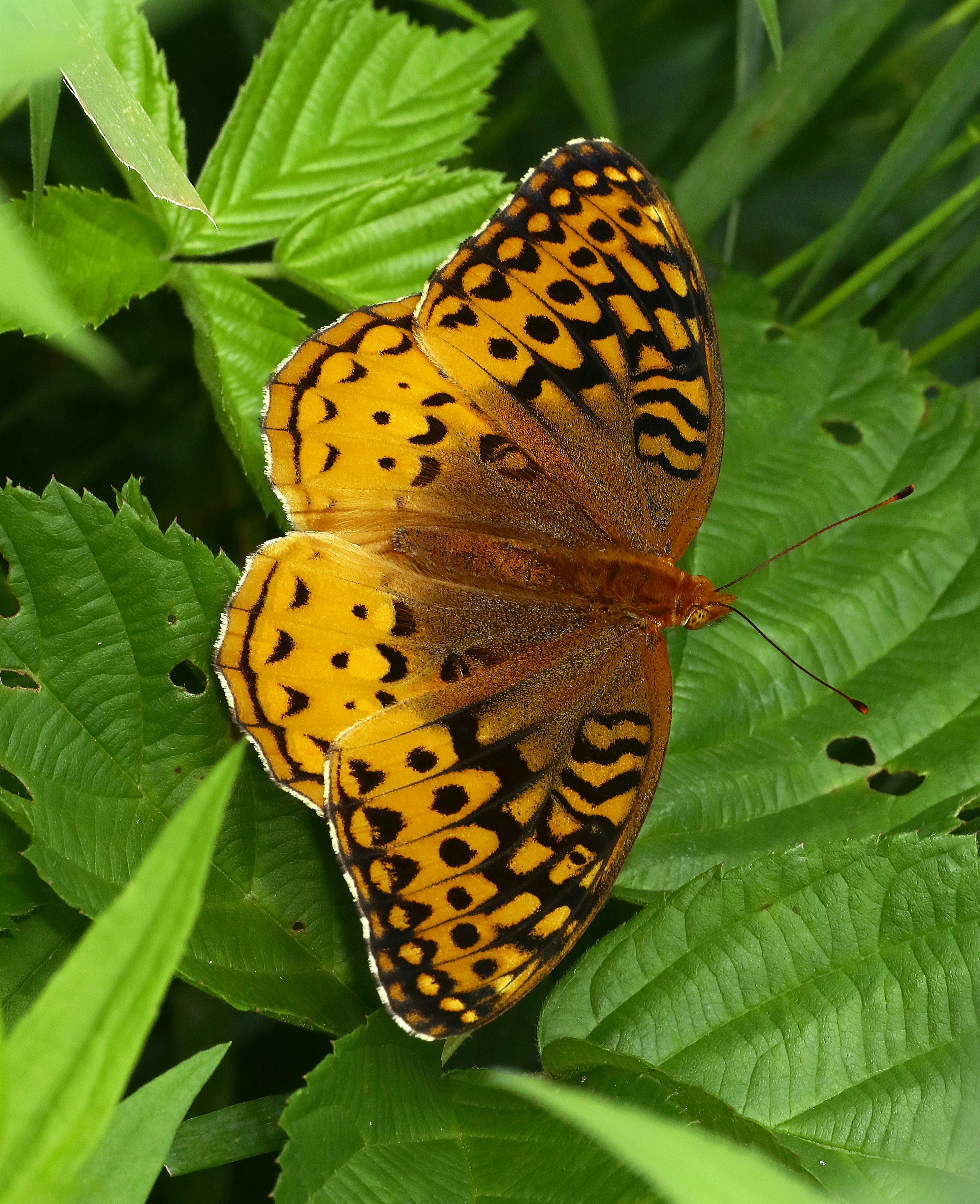 Photo by telliottmbamsc