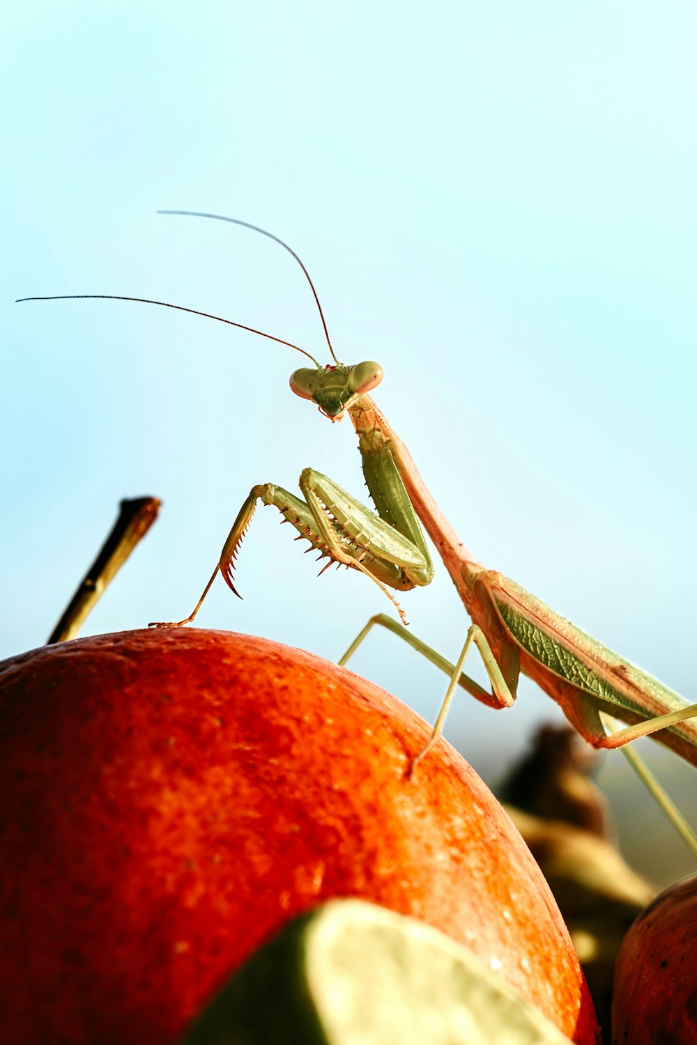 a close up of a praying mantissa on an apple
