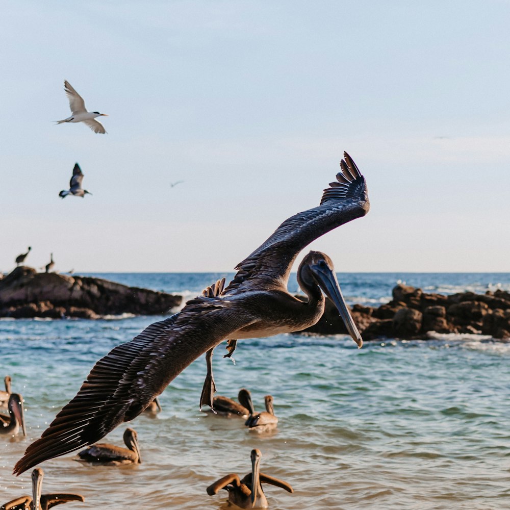 Ein Pelikan fliegt mit einem Schwarm Möwen über das Wasser