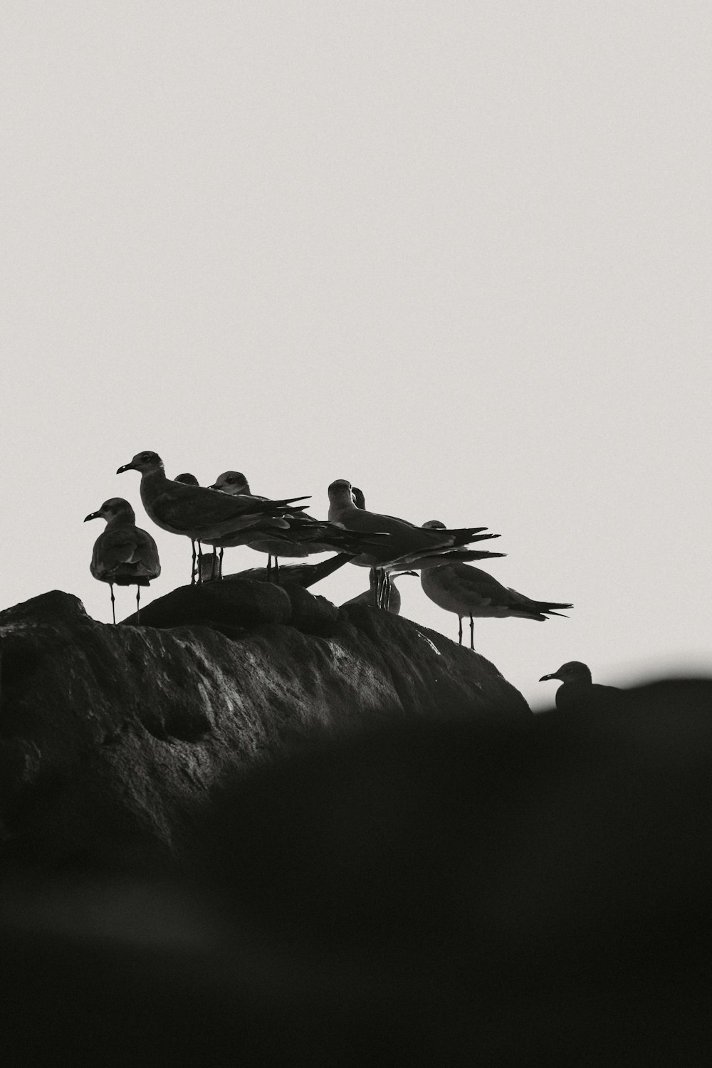 a flock of birds sitting on top of a rock