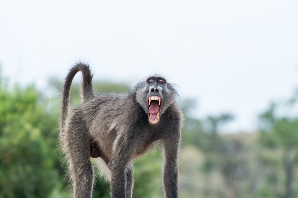 a monkey with its mouth open standing on a rock