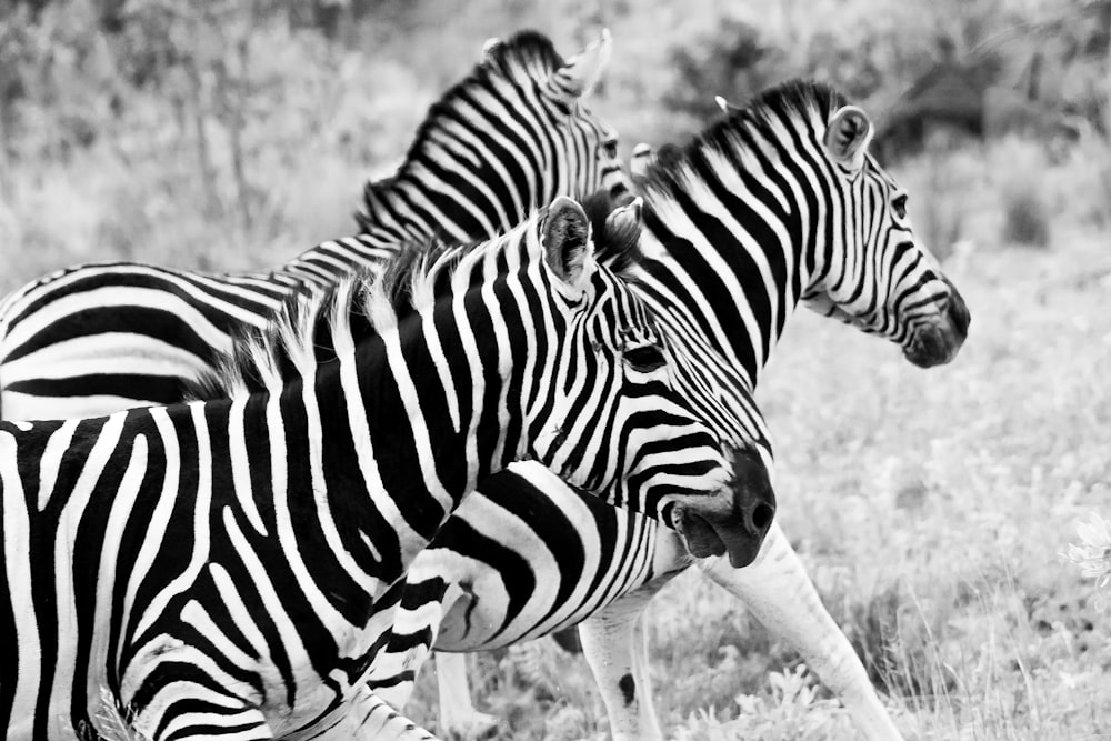 a group of zebras standing in a field