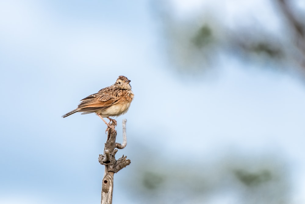 a small bird perched on top of a tree branch