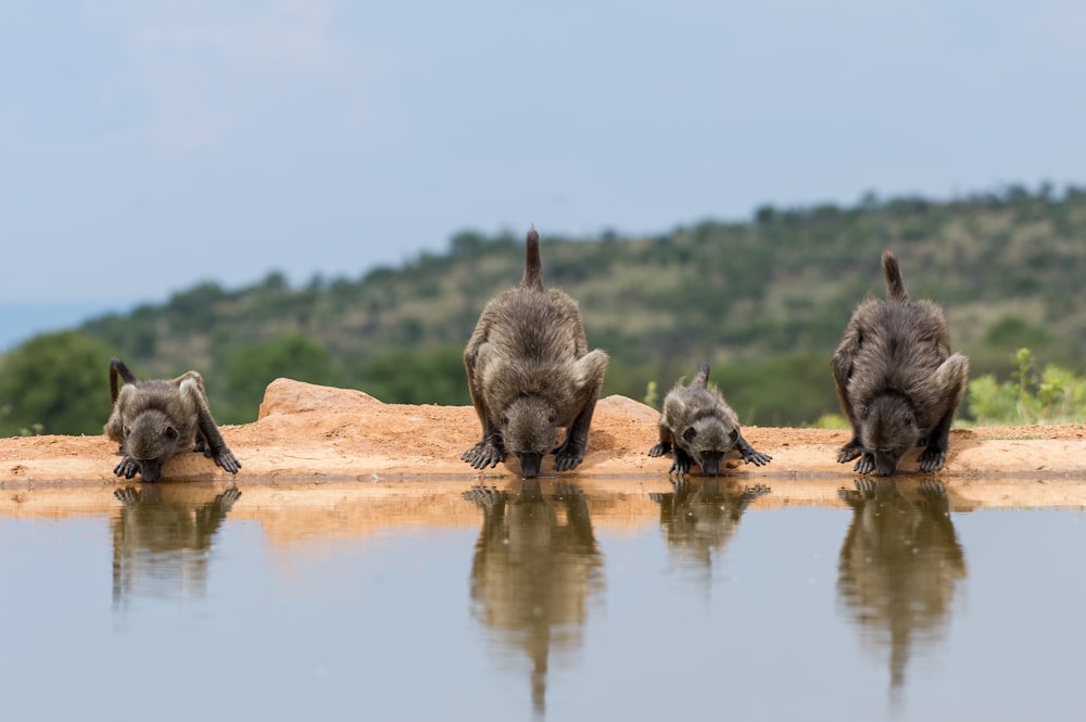 a group of baby animals drinking water from a pond