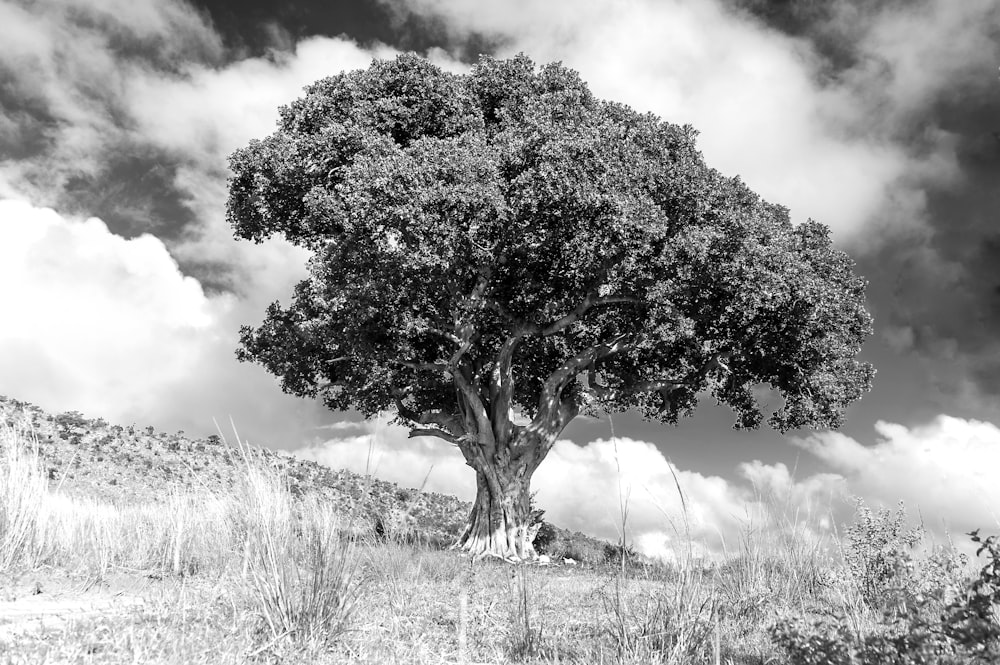 a black and white photo of a tree on a hill