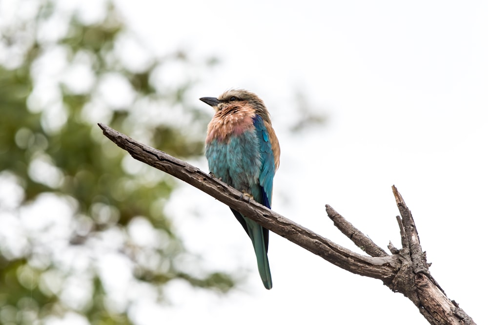 a colorful bird sitting on top of a tree branch