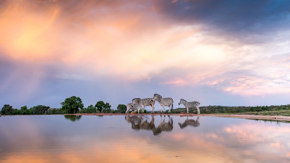 a group of zebras standing in front of a body of water