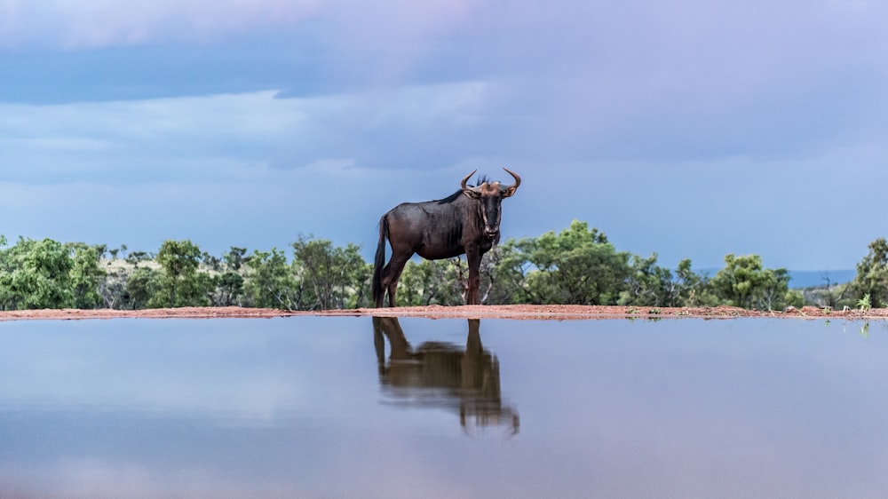 a bull standing in the middle of a body of water