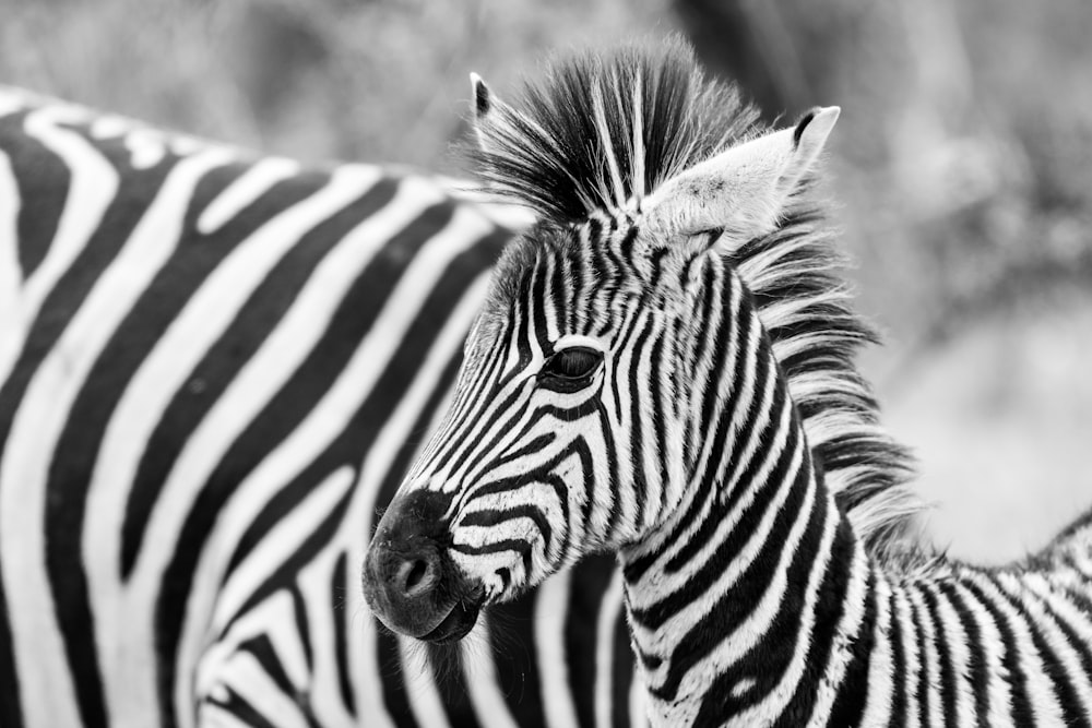 a couple of zebra standing next to each other