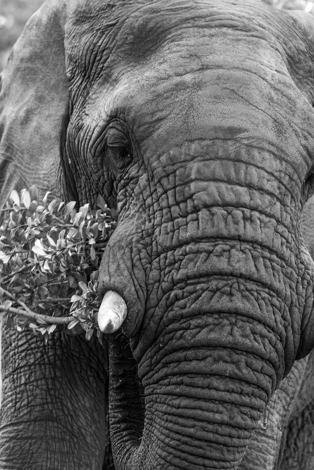 a close up of an elephant with a plant in its mouth