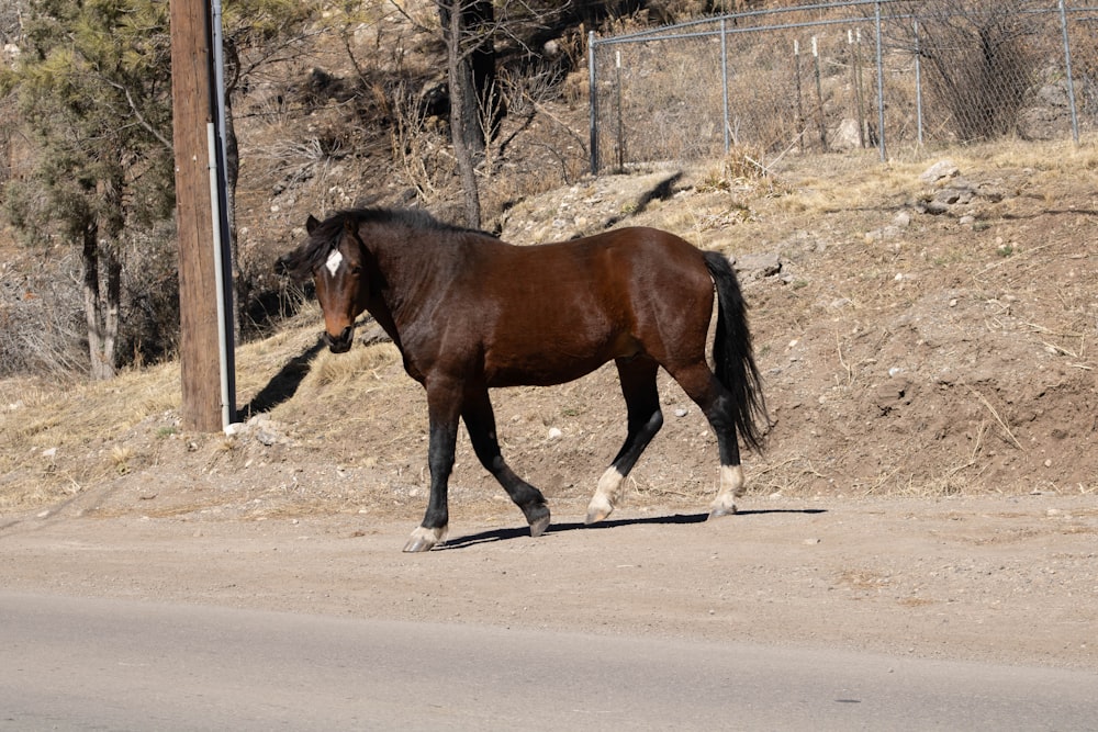 un caballo marrón caminando por un camino de tierra
