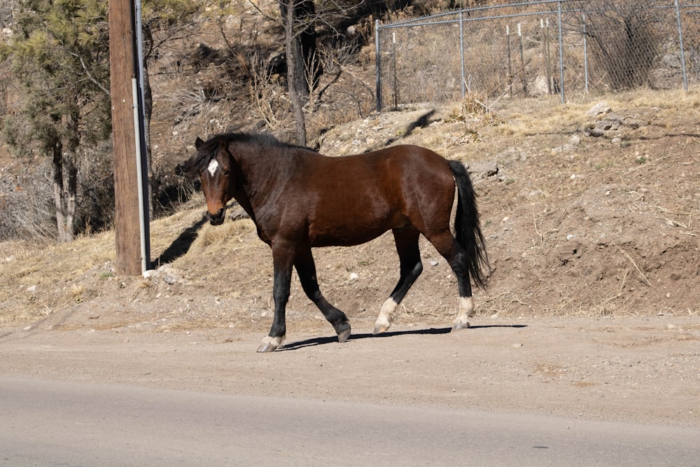 a brown horse walking across a dirt road