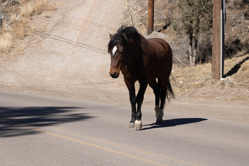 a brown horse walking down the middle of a road