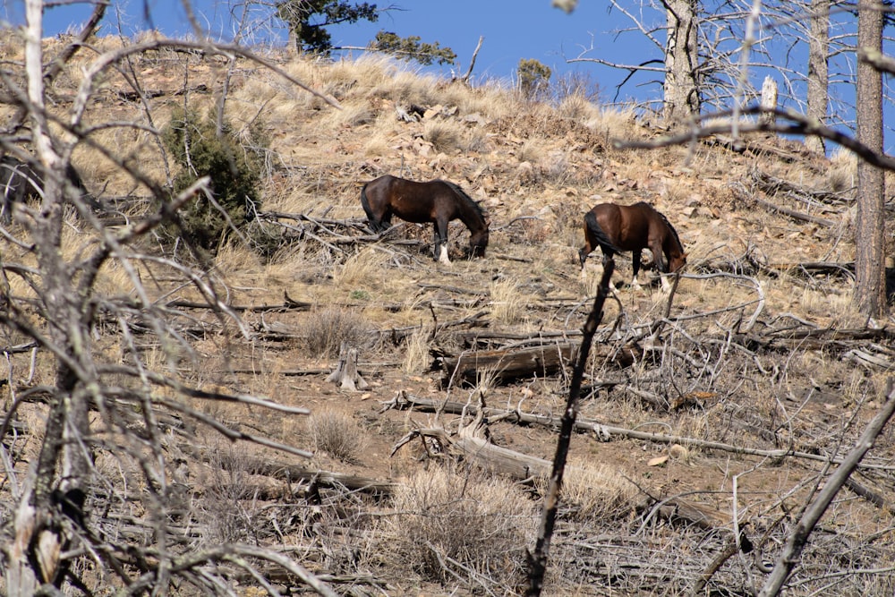 two brown horses grazing on a dry grass covered hillside