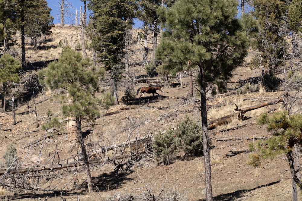 a horse walking up a hill in the woods