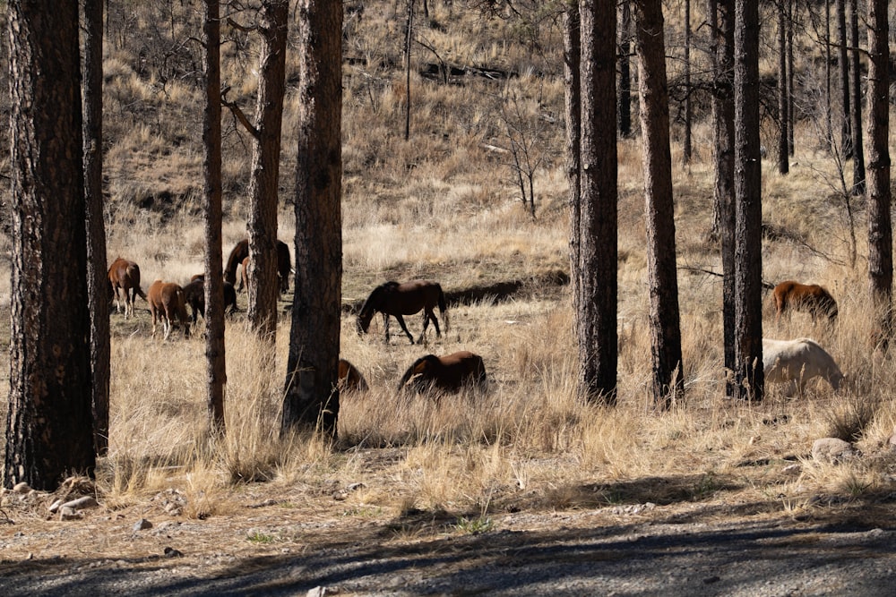 a group of horses grazing in a wooded area