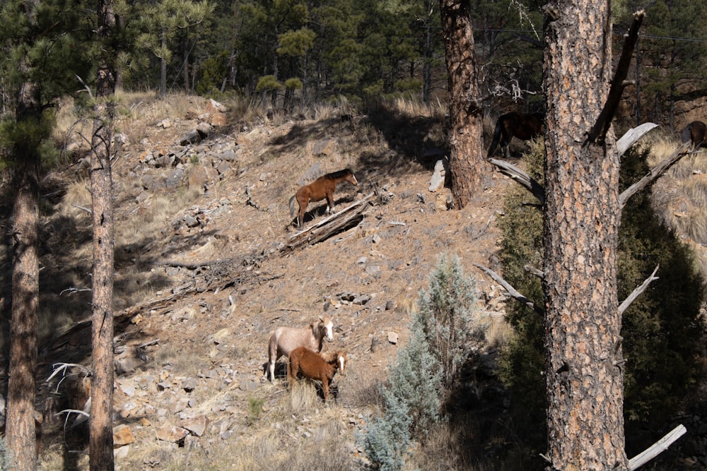 a couple of animals that are standing in the dirt