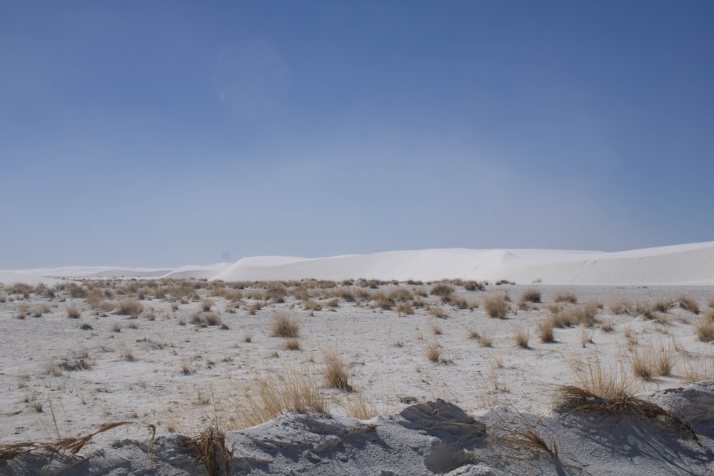 a field of grass and sand with a blue sky in the background