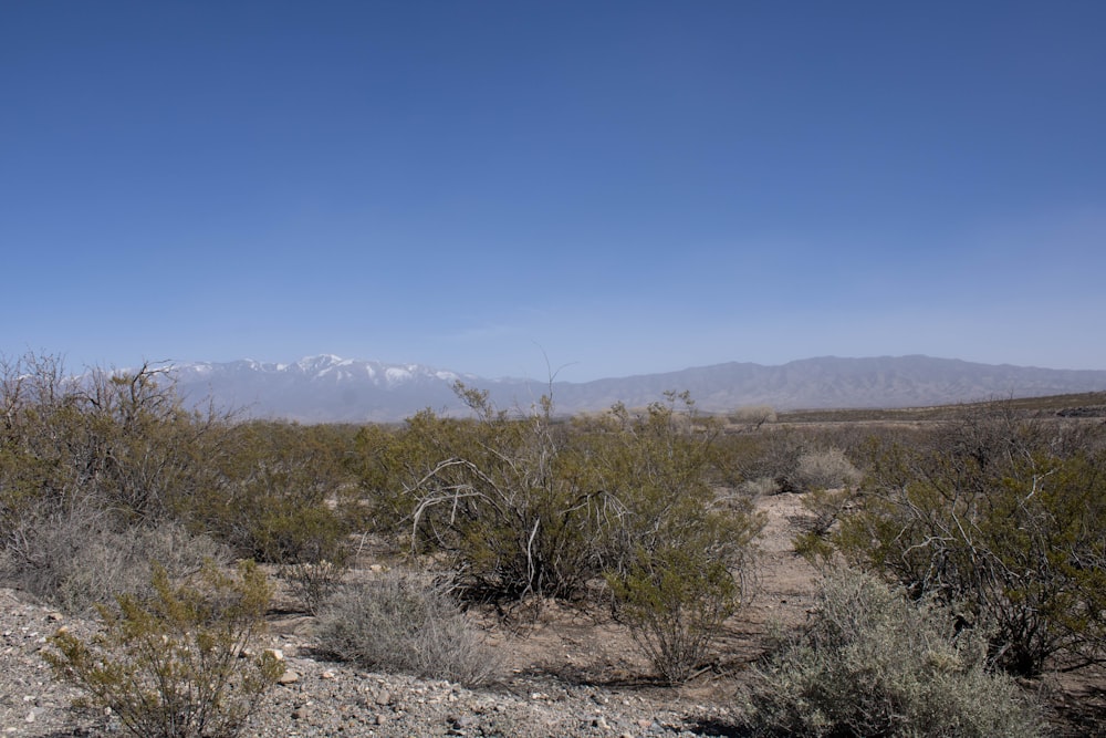 a dirt road in the middle of a desert