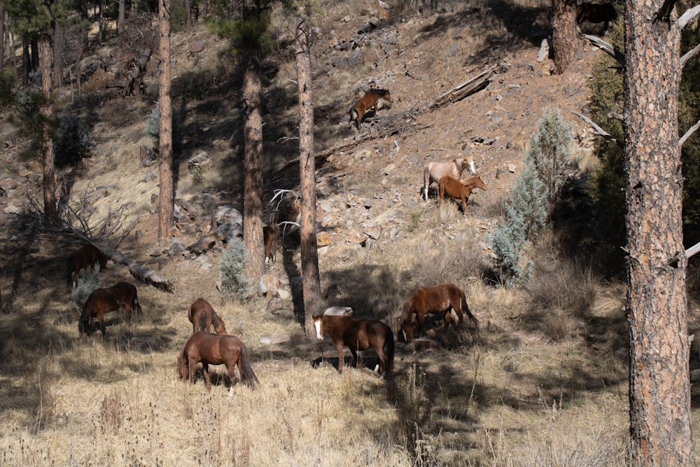 a herd of horses grazing on a grass covered hillside
