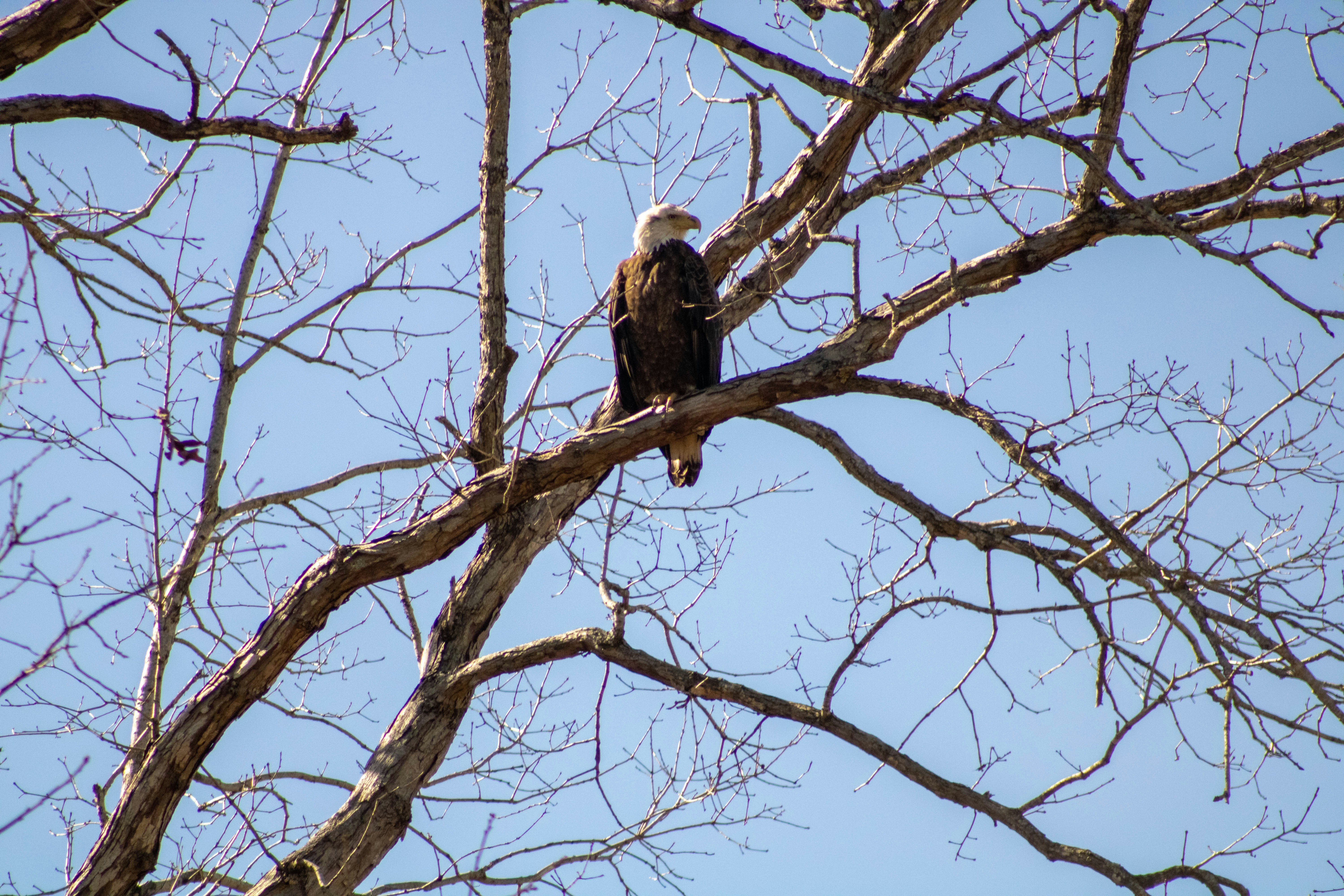 un gran pájaro posado en lo alto de la rama de un árbol