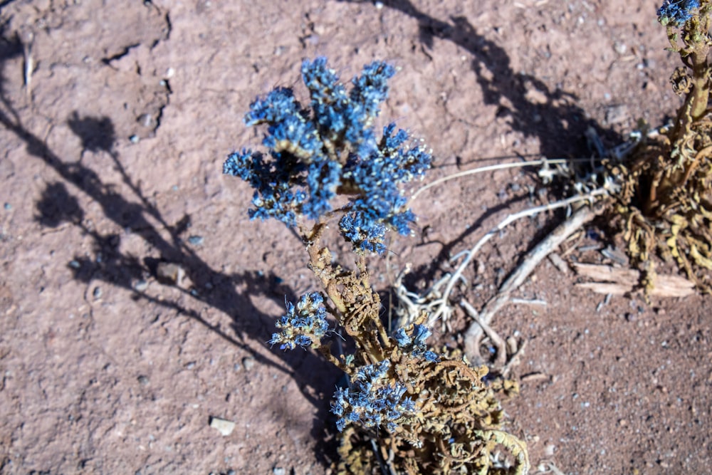 a small blue plant growing out of the ground