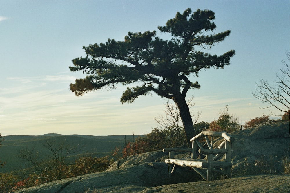 a bench sitting on top of a hill next to a tree