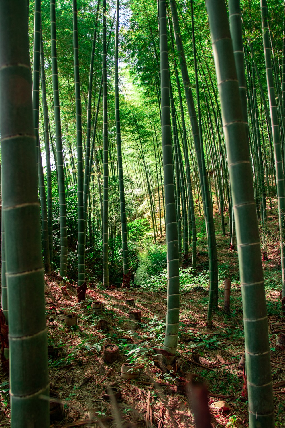 a group of tall bamboo trees in a forest