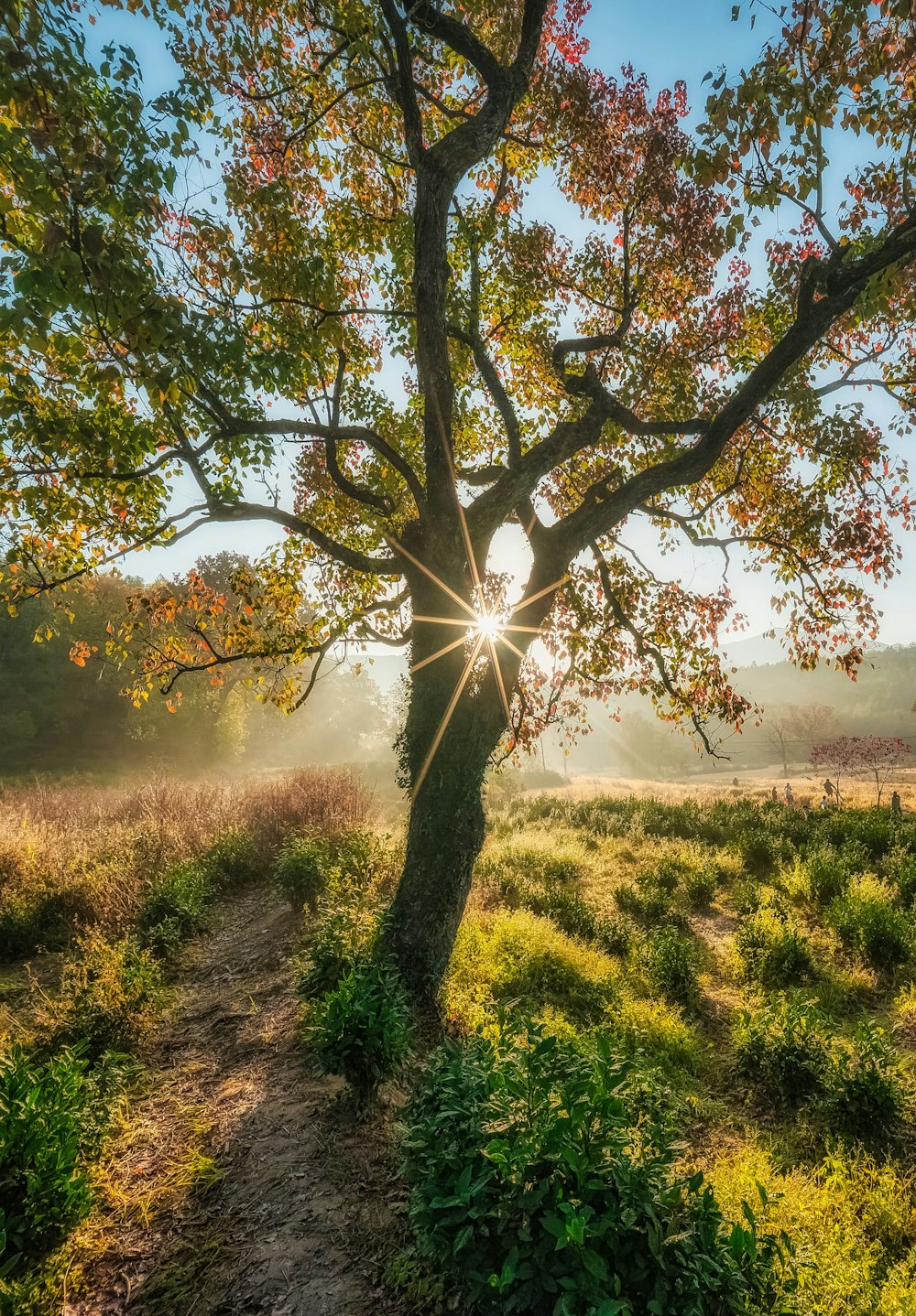 a tree with the sun shining through it