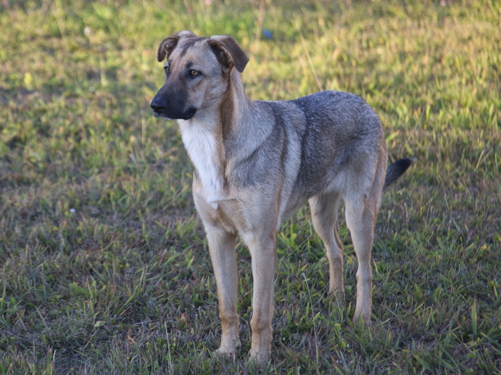 a dog standing in the grass looking at the camera