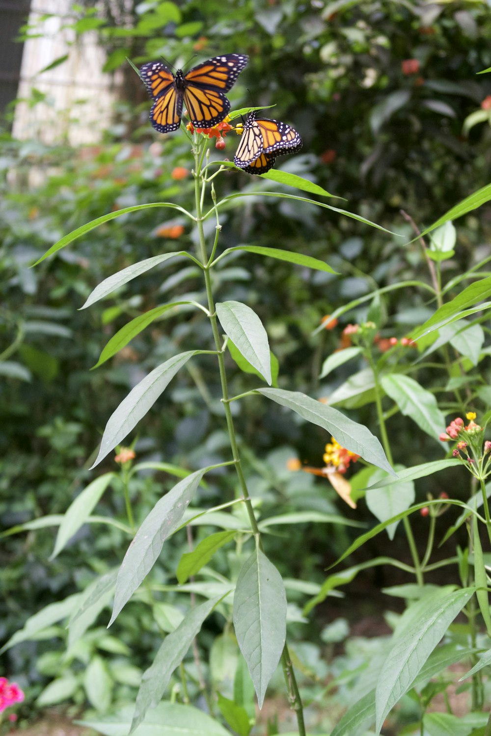 a couple of butterflies that are on a plant