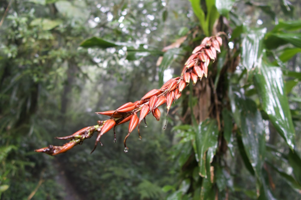 a red flower hanging from a tree in a forest