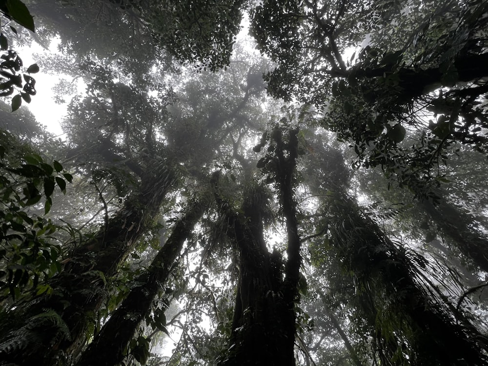 a group of tall trees in the middle of a forest