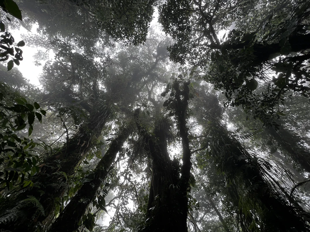 Lush Costa Rican Rainforest