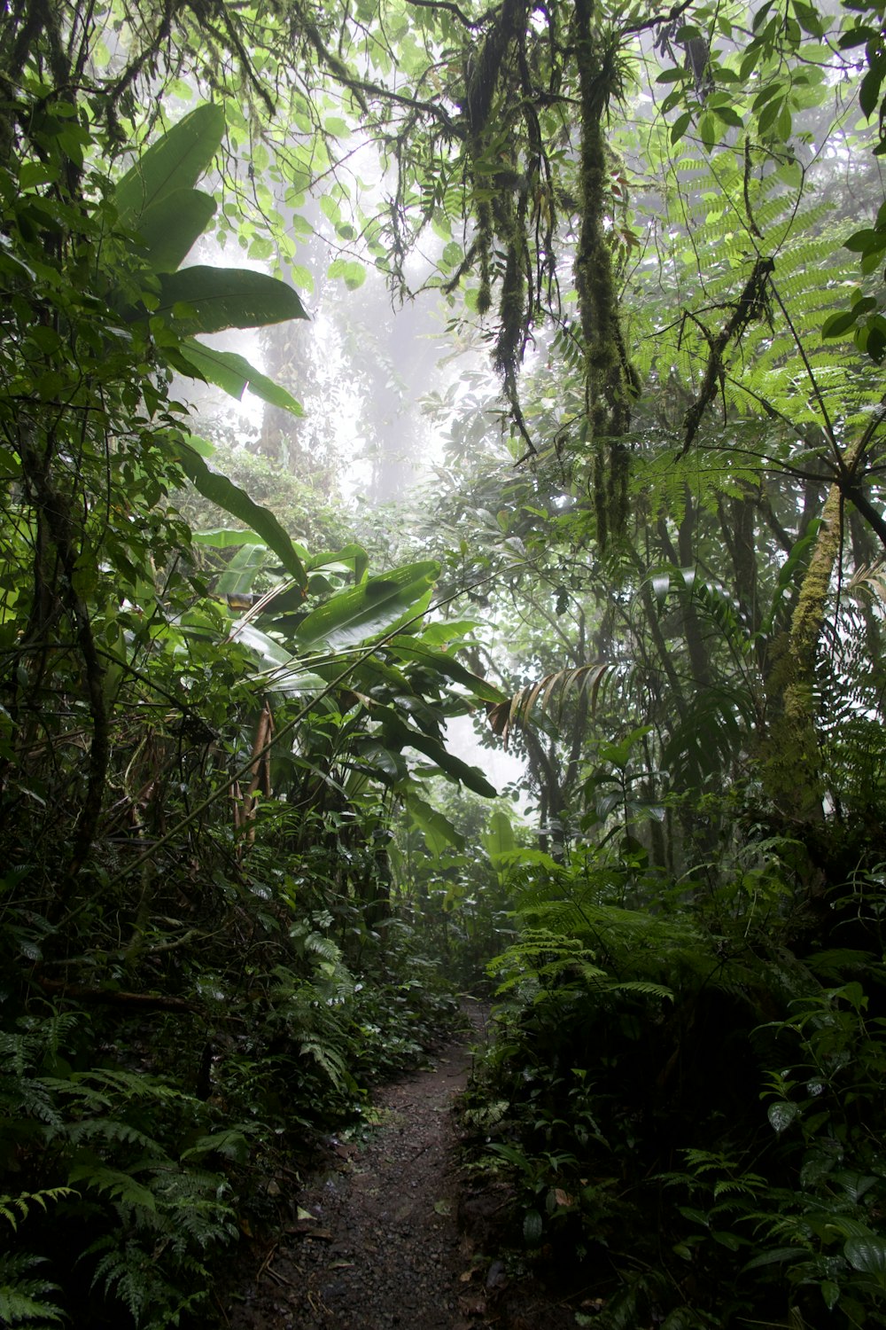 a path in the middle of a dense forest