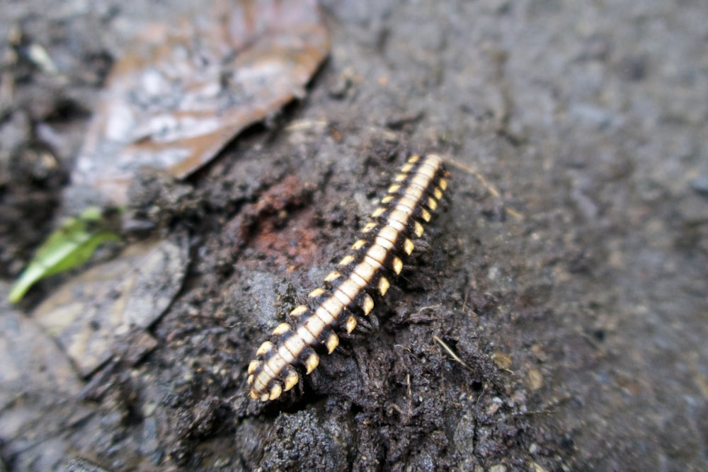 a caterpillar crawling on a tree stump