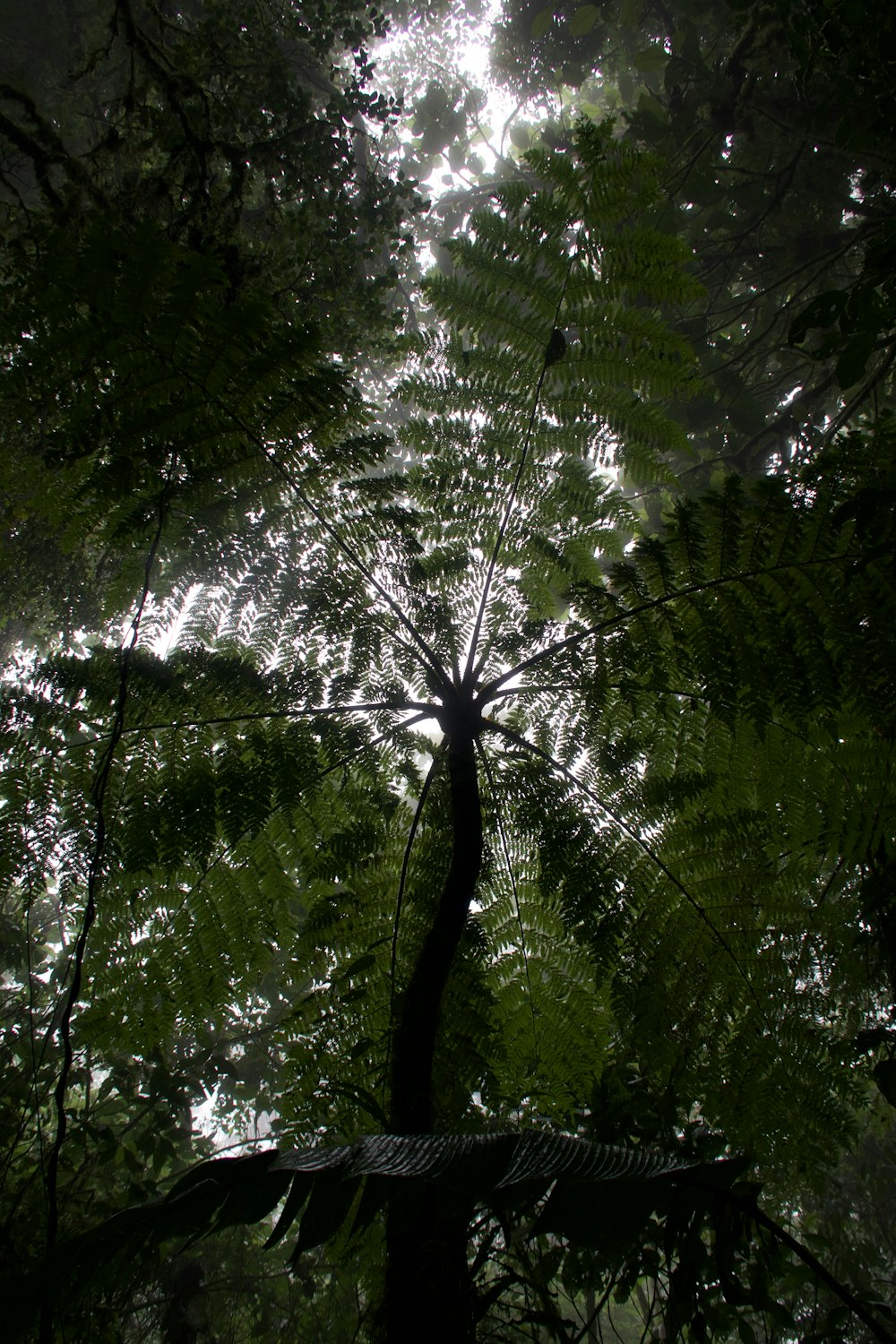 Guardando in alto nella chioma di un albero in una foresta